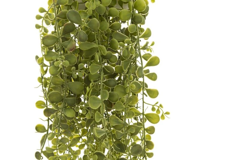 4Living Maksaruoho Amppeli 80 Cm 1 4Living Maksaruoho Amppeli 80 Cm