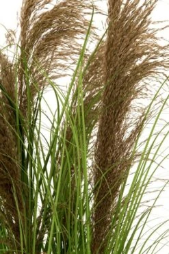 4Living Koristeheinä Ruukussa 97 Cm