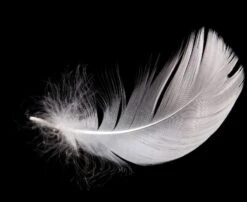 Höyhen Mustalla Taustalla Juliste 40x50 Cm