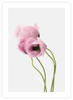 Unikot Juliste 50x70 Cm