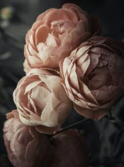 Retro Kukat Juliste 50x70 Cm