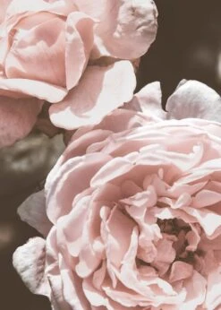 Vintage Ruusut Juliste 50x70 Cm