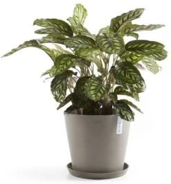 Ecopots Amsterdam Aluslautanen 20 Cm Tummanharmaa 7 Ecopots Amsterdam Aluslautanen 20 Cm Tummanharmaa -Yleinen Kotikauppa Ecopots amsterdam aluslautanen 30 cm taupe