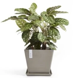 Ecopots Rotterdam Aluslautanen 30 Cm Taupe -Yleinen Kotikauppa Ecopots rotterdam aluslautanen 30 cm taupe miljoo