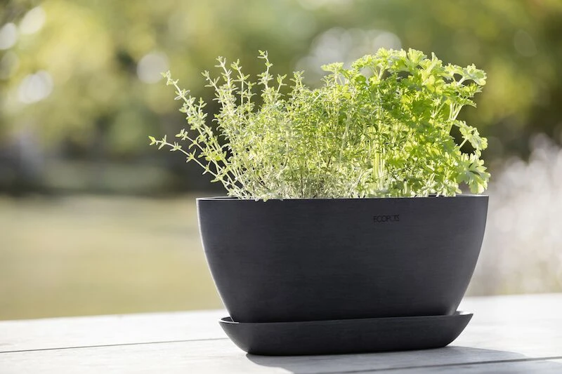 Ecopots Sofia Aluslautanen Ovaali 30 Cm Tummanharmaa 2 Ecopots Sofia Aluslautanen Ovaali 30 Cm Tummanharmaa - Image 2