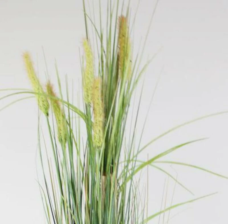 Heinä Cat Tail Grass 70 Cm 5 Heinä Cat Tail Grass 70 Cm - Image 5
