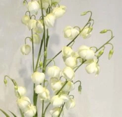 Jukka Gloriosa Tekokasvi 140 Cm