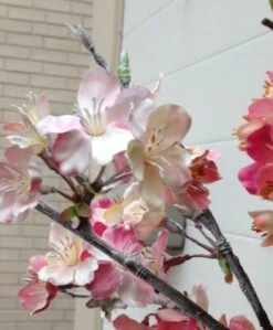 Kirsikka Oksa Tekokasvi