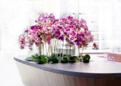 Orkidea Dendropium Tekokasvi Fuksia