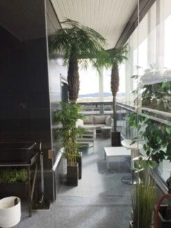 Palmu Phoenix Hienolehtinen Taatelipalmu 300 Cm 7 Palmu Phoenix Hienolehtinen Taatelipalmu 300 Cm -Yleinen Kotikauppa Palmu Phoenix hienolehtinen taatelipalmu