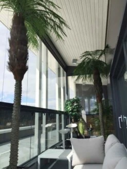 Palmu Phoenix Hienolehtinen Taatelipalmu 300 Cm 6 Palmu Phoenix Hienolehtinen Taatelipalmu 300 Cm -Yleinen Kotikauppa Palmu Phoenix hienolehtinen taatelipalmu 1