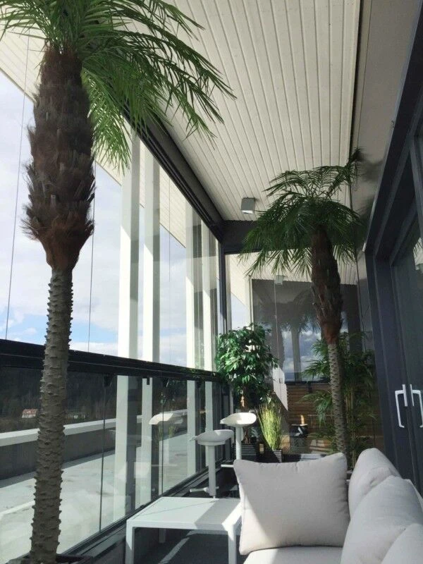 Palmu Phoenix Hienolehtinen Taatelipalmu 300 Cm 3 Palmu Phoenix Hienolehtinen Taatelipalmu 300 Cm - Image 3