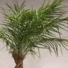 Palmu Phoenix Hienolehtinen Taatelipalmu 300 Cm