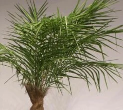 Palmu Phoenix Hienolehtinen Taatelipalmu 300 Cm