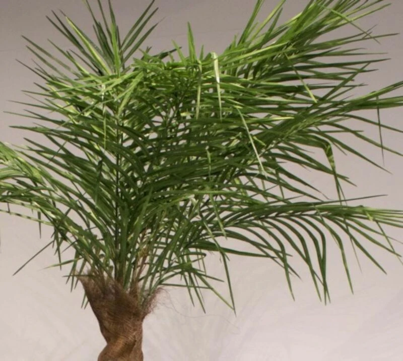 Palmu Phoenix Hienolehtinen Taatelipalmu 300 Cm 1 Palmu Phoenix Hienolehtinen Taatelipalmu 300 Cm