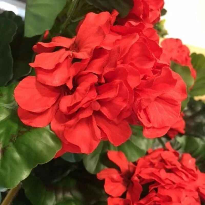 Pelargonia Jättipensas Tekokasvi Punainen 1 Pelargonia Jättipensas Tekokasvi Punainen