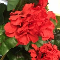 Pelargonia Tekokasvi Punainen 5 Pelargonia Tekokasvi Punainen -Yleinen Kotikauppa Pelargonia silkkikasvi punainen