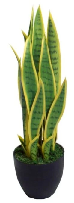 Sansevieria Anopinkieli Tekokasvi Pieni Keltainen 3 Sansevieria Anopinkieli Tekokasvi Pieni Keltainen -Yleinen Kotikauppa Sansevieria anopinkieli 1