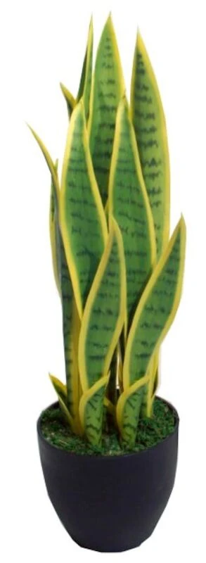 Sansevieria Anopinkieli Tekokasvi Pieni Keltainen 2 Sansevieria Anopinkieli Tekokasvi Pieni Keltainen - Image 2