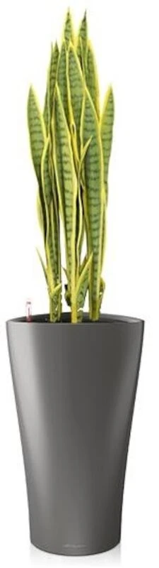 Sansevieria Anopinkieli Tekokasvi Nippu Keltainen