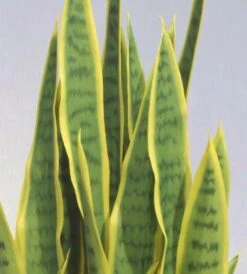 Sansevieria Iso Anopinkieli Tekokasvi Sisustusruukussa Keltainen