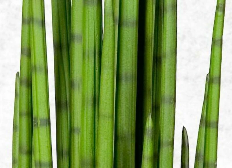 Sansevieria Keihäsanopinkieli 2 Sansevieria Keihäsanopinkieli - Image 2