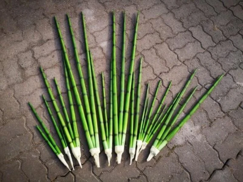 Sansevieria Anopinkieli 118 Cm 3 Sansevieria Anopinkieli 118 Cm - Image 3