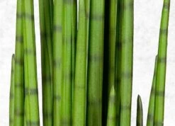 Sansevieria Anopinkieli 118 Cm