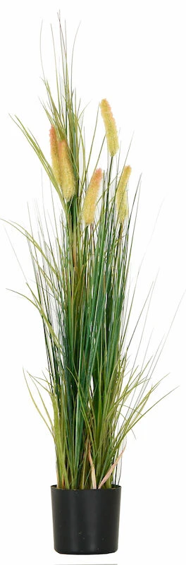Heinä Cat Tail Grass 70 Cm 6 Heinä Cat Tail Grass 70 Cm - Image 6