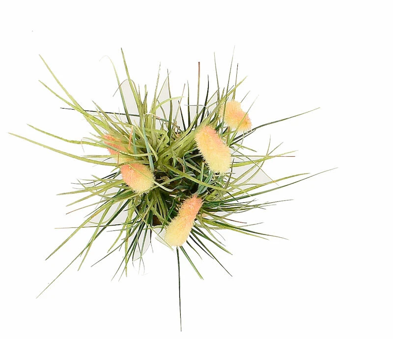 Heinä Cat Tail Grass 70 Cm 4 Heinä Cat Tail Grass 70 Cm - Image 4