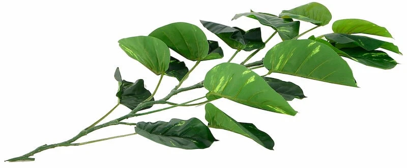 Kultaköynnös 140 Cm 3 Kultaköynnös 140 Cm - Image 3