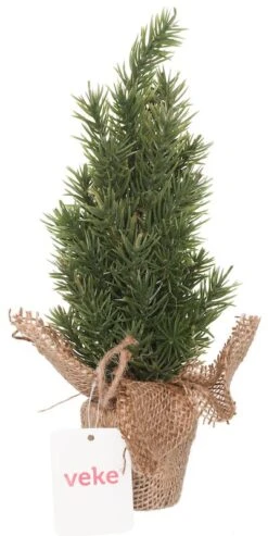 Veke Kuusi Ruukussa 28 Cm