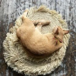 Bazar Bizar Raffia Hapsut Pyöreä Tabletti Luonnonväri 9 Bazar Bizar Raffia Hapsut Pyöreä Tabletti Luonnonväri -Yleinen Kotikauppa ba161n 10 1000x1000