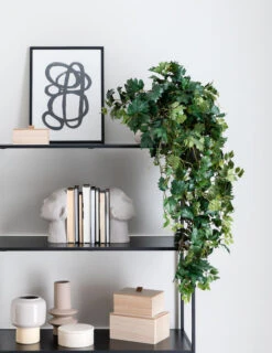 Cissus Grape Ivy, Iso Ellinkissuspensas Tekokasvi