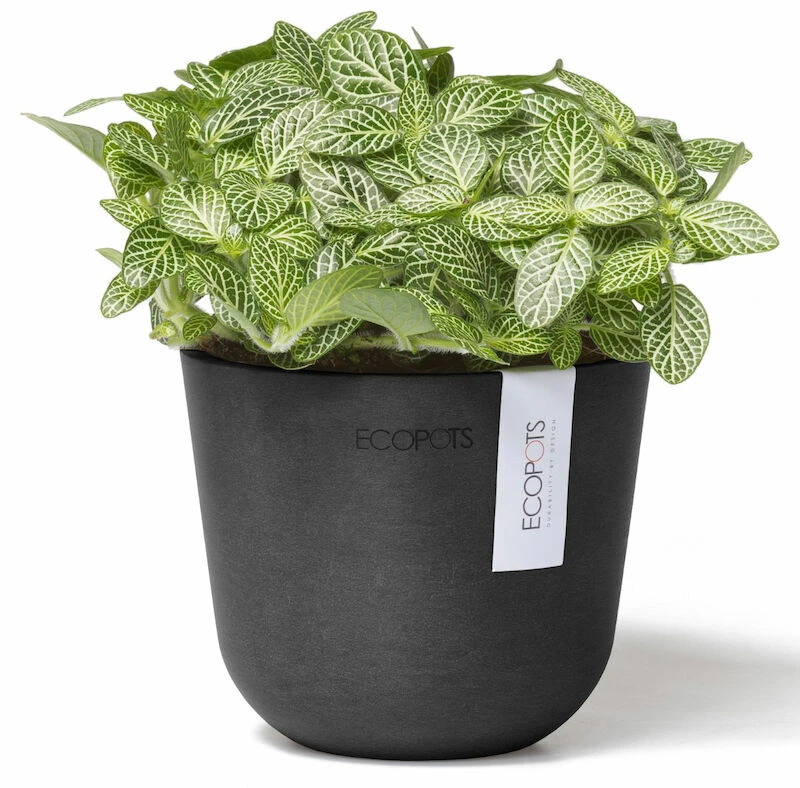 Ecopots Oslo Mini Ruukku Ø11,5 Cm Tummanharmaa 2 Ecopots Oslo Mini Ruukku Ø11,5 Cm Tummanharmaa - Image 2