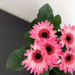 Gerbera Tekokasvi Hot Pink