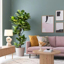 XeralivingWAITING UNDER THE TABLE Juliste 30x40 Cm 9 XeralivingWAITING UNDER THE TABLE Juliste 30x40 Cm -Yleinen Kotikauppa house nordic lyyraviikuna viherkasvi 190 cm web 6