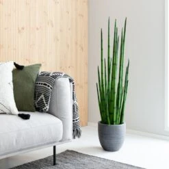 Sansevieria Keihäsanopinkieli 6 Sansevieria Keihäsanopinkieli -Yleinen Kotikauppa sansevieria keihasanopinkieli web