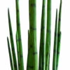 Sansevieria Keihäsanopinkieli