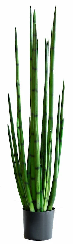 Sansevieria Keihäsanopinkieli