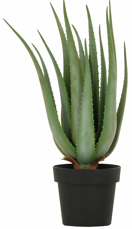 Aloe Tekokasvi 68 Cm 3 Aloe Tekokasvi 68 Cm - Image 3