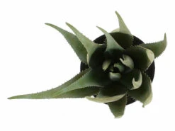 Aloe Tekokasvi 68 Cm