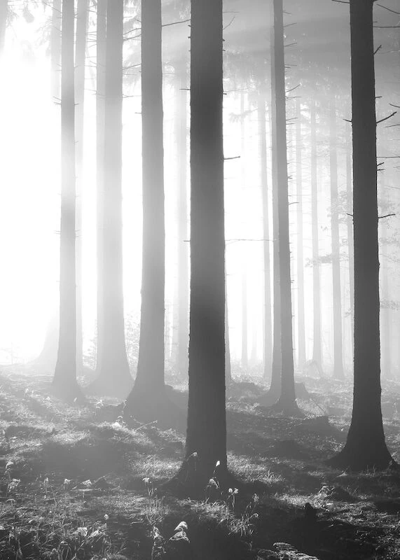 Sumuinen Aamu Juliste 50x70 Cm - Image 6